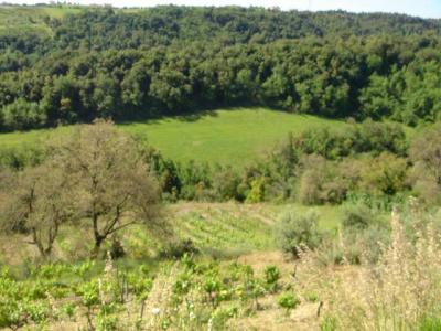 Terreno Agricolo (con / Senza Piccolo Prefabbricato) in Vendita a Ripatransone