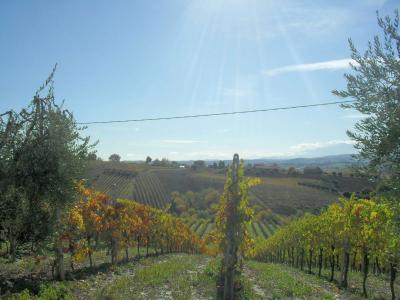 Terreno Agricolo (con / Senza Piccolo Prefabbricato) in vendita a Offida