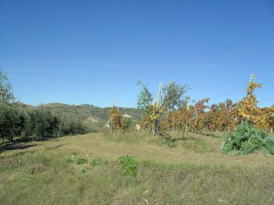 Terreno Agricolo (con / Senza Piccolo Prefabbricato) in vendita a Offida