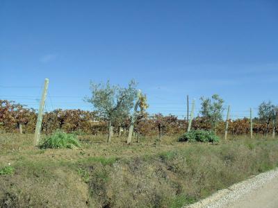 Terreno Agricolo (con / Senza Piccolo Prefabbricato) in vendita a Offida