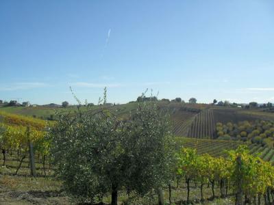 Terreno Agricolo (con / Senza Piccolo Prefabbricato) in vendita a Offida