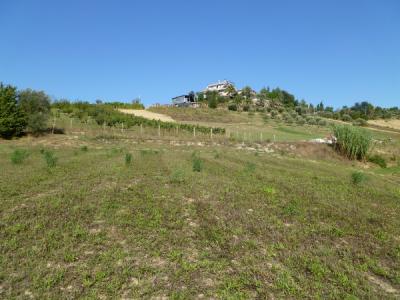 Terreno Agricolo (con / Senza Piccolo Prefabbricato) in Vendita a Monsampolo del Tronto