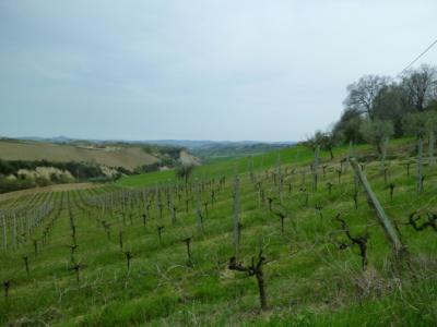 Casale Colonico in vendita a Offida