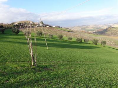 Rustico in vendita a Cossignano (AP)