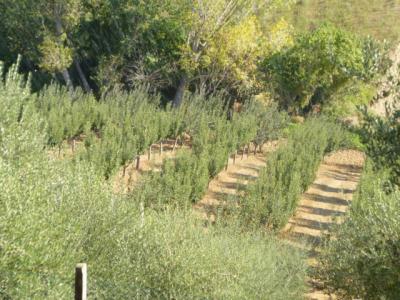 Terreno Agricolo (con / Senza Piccolo Prefabbricato) in Vendita a Monsampolo del Tronto