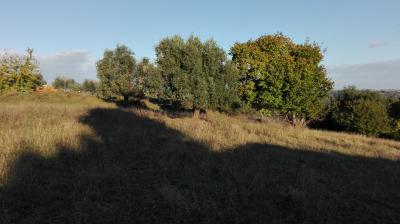 Terreno agricolo in vendita a Grottammare (AP)