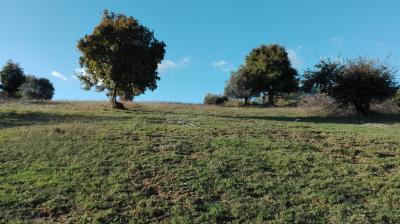 Terreno agricolo in vendita a Grottammare (AP)