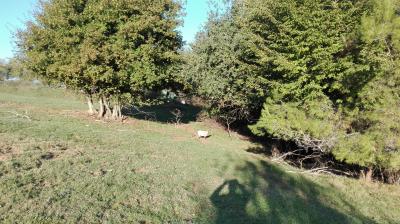 Terreno Agricolo (con / Senza Piccolo Prefabbricato) in vendita a Grottammare