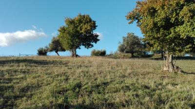 Terreno agricolo in vendita a Grottammare (AP)