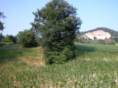 Casale Colonico in vendita a Force