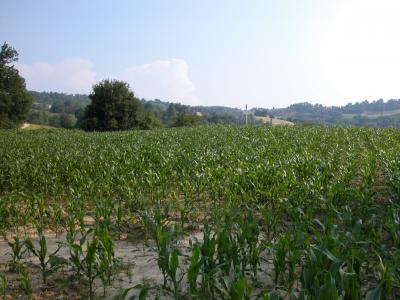 Casale Colonico in vendita a Force