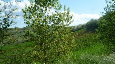 Casale Colonico in vendita a Ripatransone