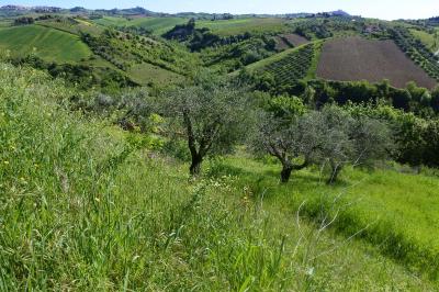 Terreno Agricolo (con / Senza Piccolo Prefabbricato) in vendita a Monsampolo del Tronto