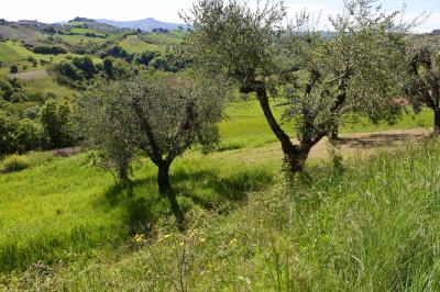 Terreno agricolo in vendita a Monsampolo Del Tronto (AP)