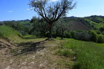 Terreno agricolo in vendita a Monsampolo Del Tronto (AP)