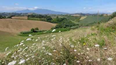 Terreno Agricolo (con / Senza Piccolo Prefabbricato) in vendita a Monsampolo del Tronto