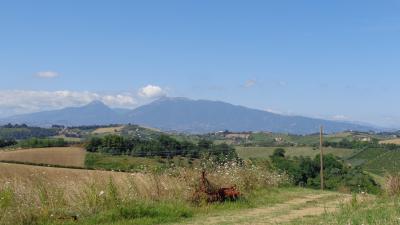 Terreno Agricolo (con / Senza Piccolo Prefabbricato) in vendita a Monsampolo del Tronto