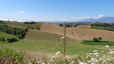 Terreno Agricolo (con / Senza Piccolo Prefabbricato) in Vendita a Monsampolo del Tronto