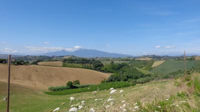 Terreno Agricolo (con / Senza Piccolo Prefabbricato) in vendita a Monsampolo del Tronto