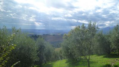 Terreno Agricolo (con / Senza Piccolo Prefabbricato) in vendita a Offida