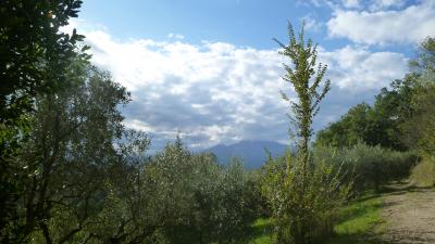 Terreno Agricolo (con / Senza Piccolo Prefabbricato) in vendita a Offida