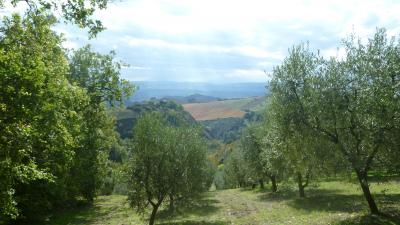 Terreno Agricolo (con / Senza Piccolo Prefabbricato) in vendita a Offida