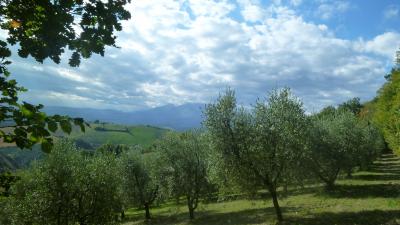 Terreno Agricolo (con / Senza Piccolo Prefabbricato) in vendita a Offida