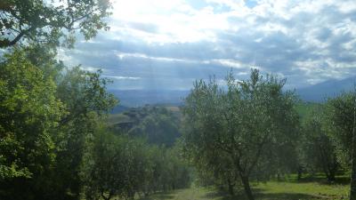 Terreno Agricolo (con / Senza Piccolo Prefabbricato) in vendita a Offida