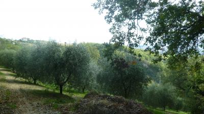 Terreno Agricolo (con / Senza Piccolo Prefabbricato) in vendita a Offida