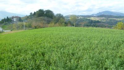 Terreno Agricolo (con / Senza Piccolo Prefabbricato) in vendita a Offida