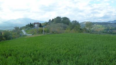 Terreno Agricolo (con / Senza Piccolo Prefabbricato) in vendita a Offida