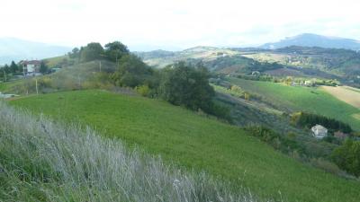 Terreno Agricolo (con / Senza Piccolo Prefabbricato) in vendita a Offida