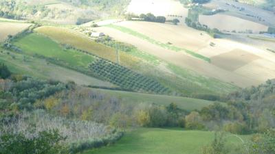 Terreno Agricolo (con / Senza Piccolo Prefabbricato) in vendita a Offida