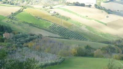 Terreno Agricolo (con / Senza Piccolo Prefabbricato) in vendita a Offida