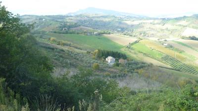 Terreno Agricolo (con / Senza Piccolo Prefabbricato) in vendita a Offida