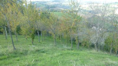 Terreno Agricolo (con / Senza Piccolo Prefabbricato) in vendita a Offida