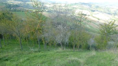 Terreno Agricolo (con / Senza Piccolo Prefabbricato) in vendita a Offida