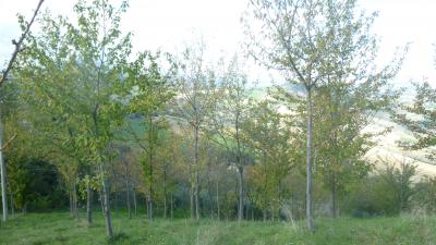 Terreno Agricolo (con / Senza Piccolo Prefabbricato) in vendita a Offida