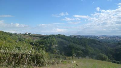 Terreno Agricolo (con / Senza Piccolo Prefabbricato) in vendita a Offida