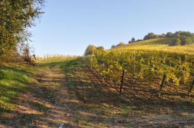 Terreno Agricolo (con / Senza Piccolo Prefabbricato) in vendita a Ripatransone