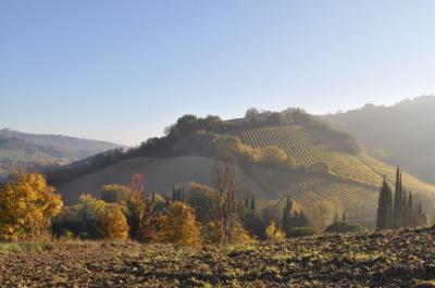 Terreno Agricolo (con / Senza Piccolo Prefabbricato) in vendita a Ripatransone