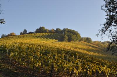 Terreno Agricolo (con / Senza Piccolo Prefabbricato) in vendita a Ripatransone