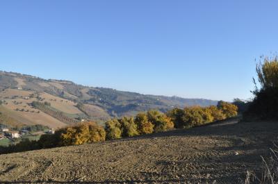 Terreno Agricolo (con / Senza Piccolo Prefabbricato) in vendita a Ripatransone