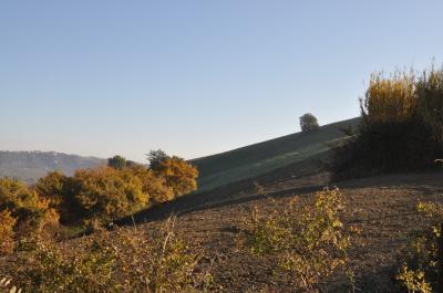 Terreno Agricolo (con / Senza Piccolo Prefabbricato) in vendita a Ripatransone