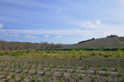 Rustico in vendita a Appignano Del Tronto (AP)