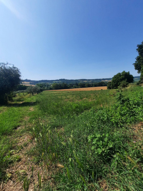 Terreno Agricolo in vendita a Altidona