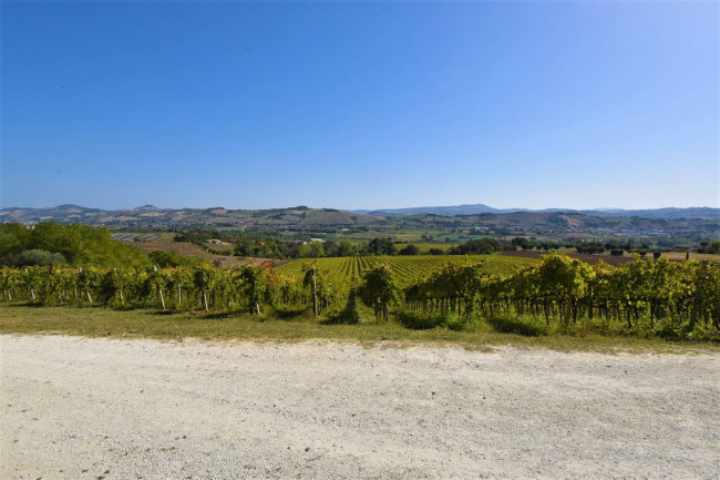 Azienda Agricola in vendita a Rapagnano