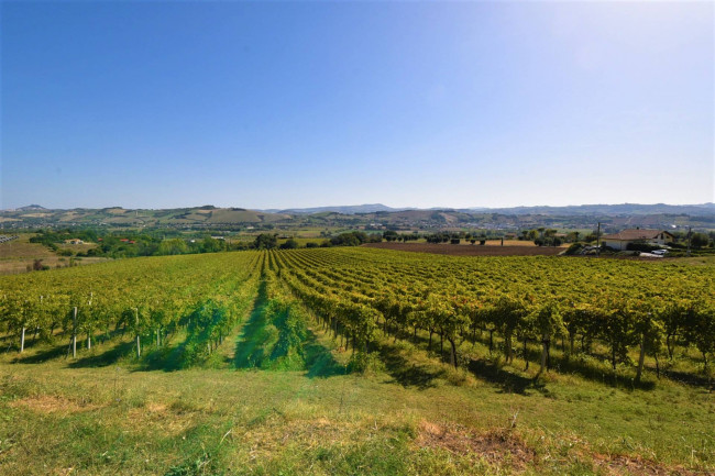 Azienda Agricola in vendita a Rapagnano