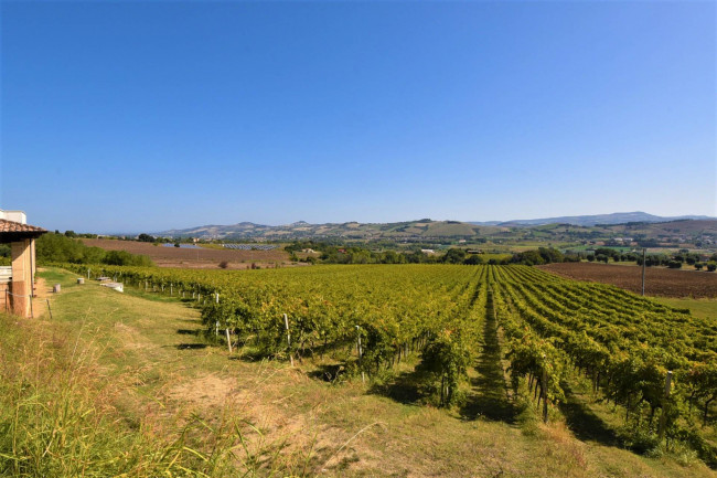 Azienda Agricola in vendita a Rapagnano