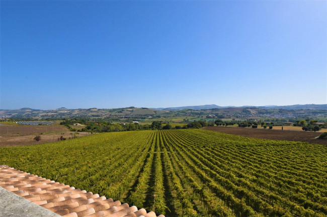 Azienda Agricola in vendita a Rapagnano